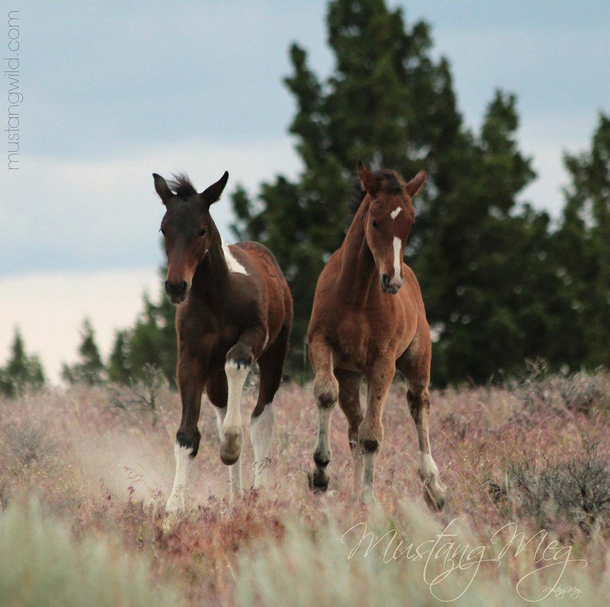 The Dance of the WILD and FREE