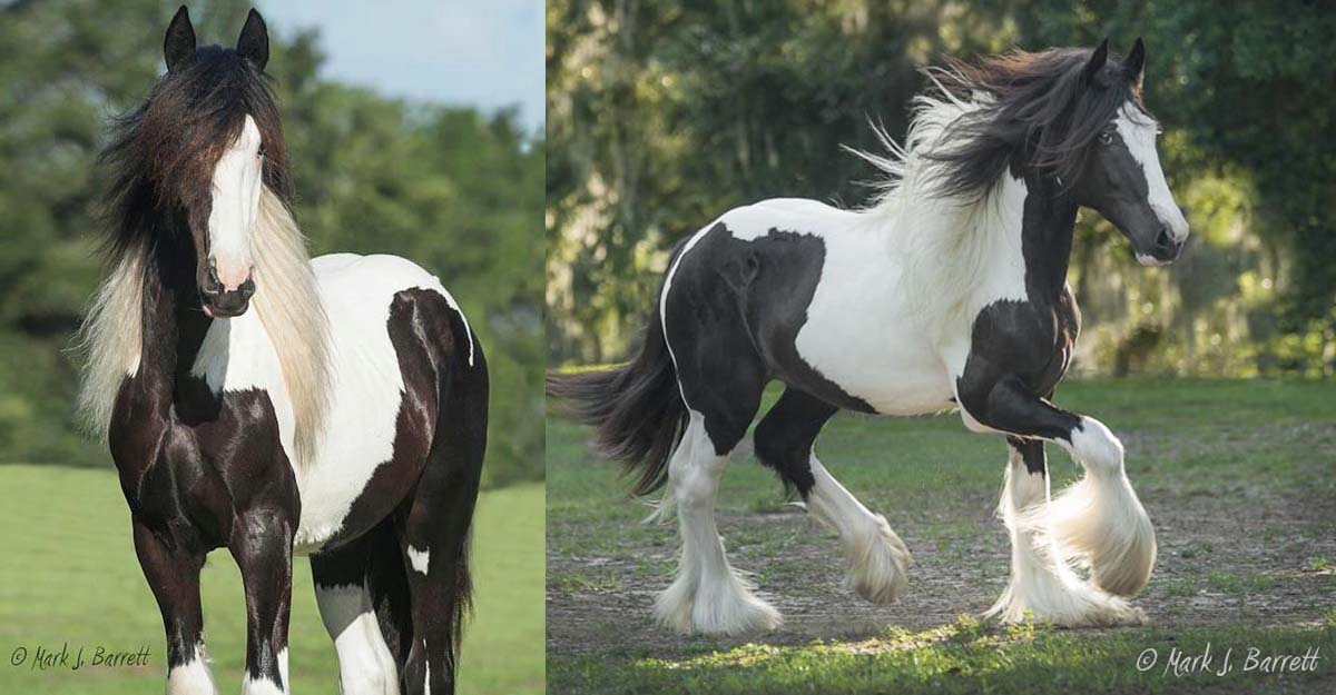 The Kings Rendition (The Gypsy King x Latcho Drom) - Gypsy Vanner Stallion @Gypsy Gold Horse Farm, Florida