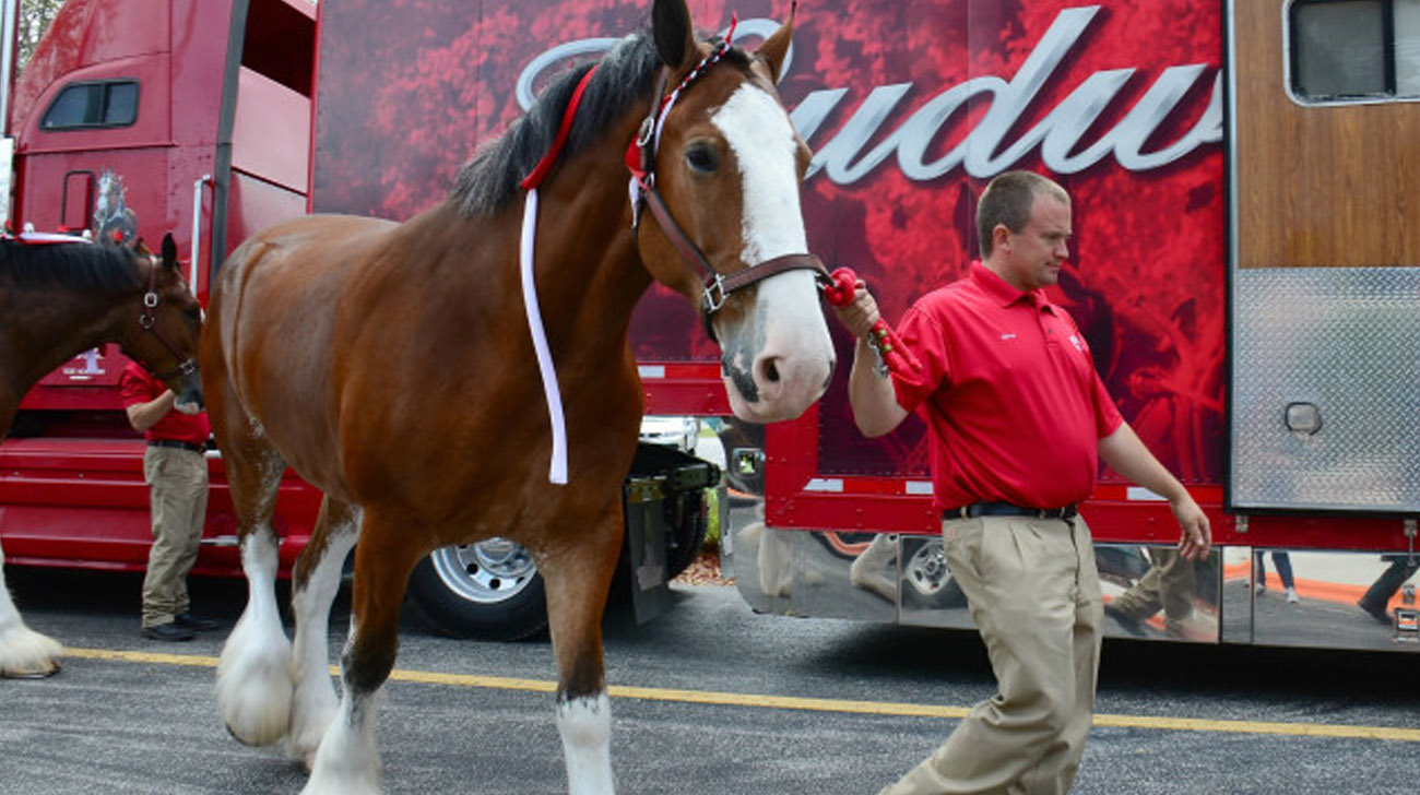 The Making of Beer Country - Behind The Scenes - Budweiser Clydesdales
