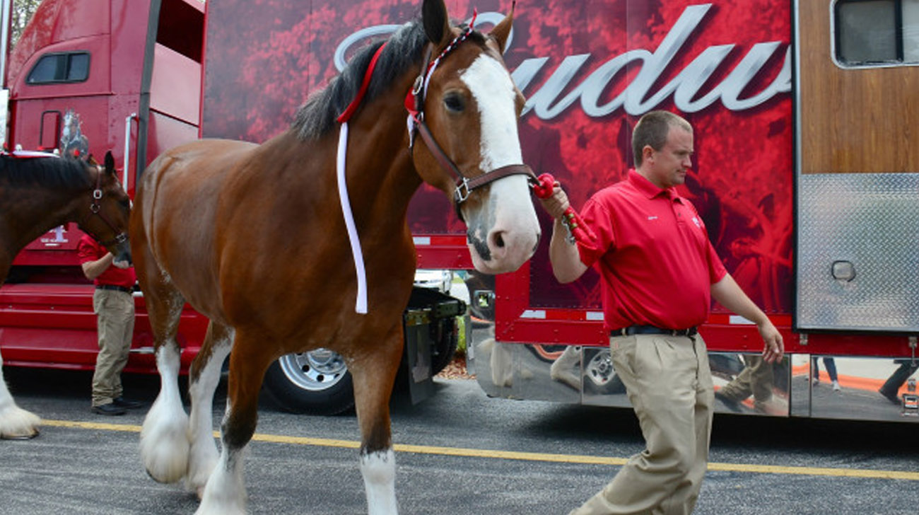 The Making Of Beer Country - Behind The Scenes - Budweiser Clydesdales