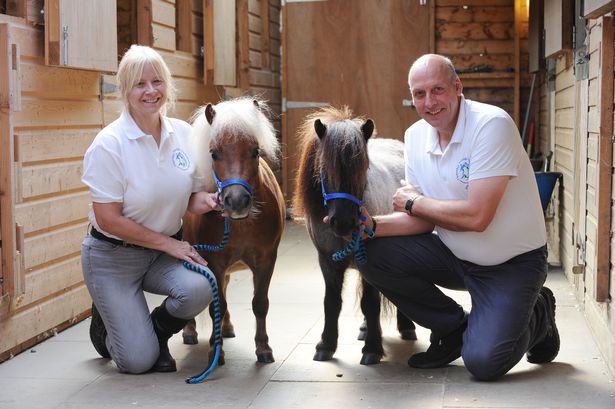 Therapy Ponies Scotland