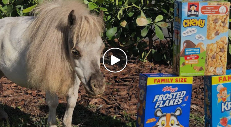 These Guys Have Saved Hundreds Of Teeny Tiny Horses