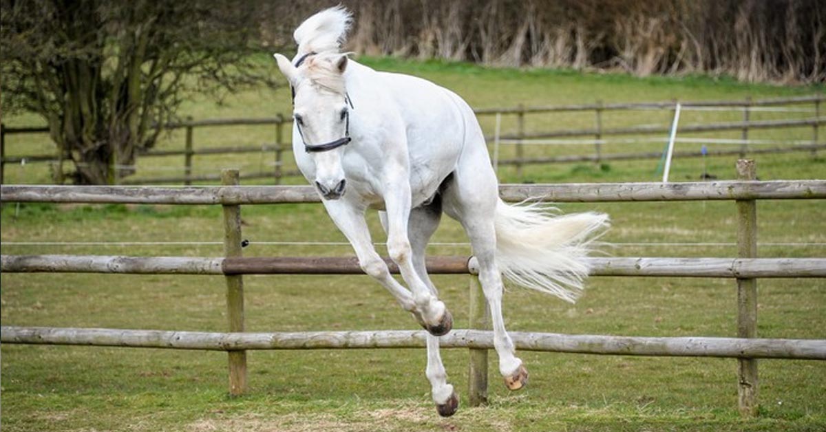 These Horse Are Feeling Their Oats