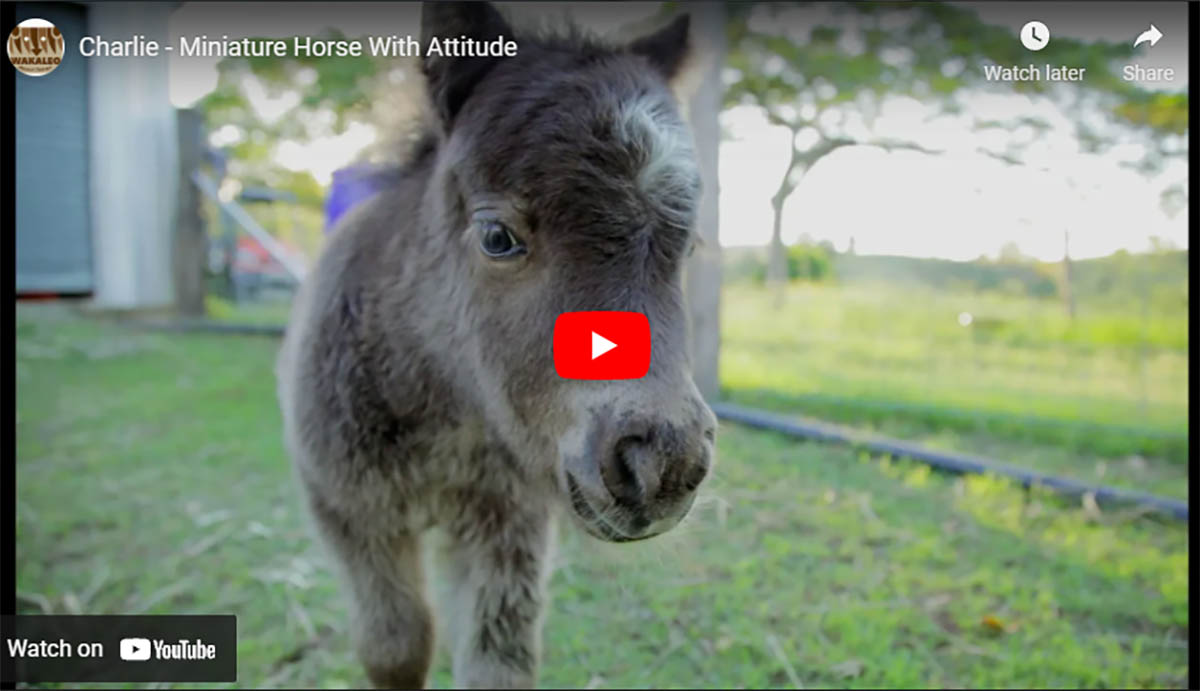 This Little Wild Horse Knows How To Make Your Day