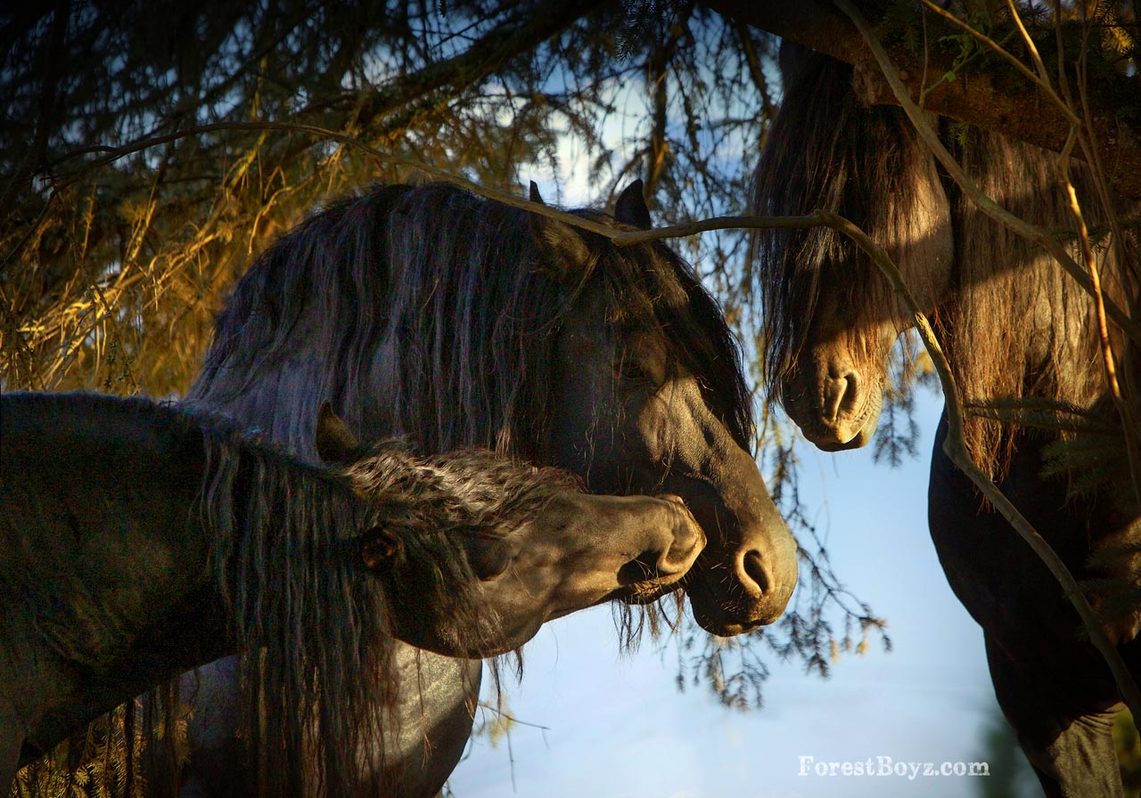 Friesian Stallions @Laura Zugzda