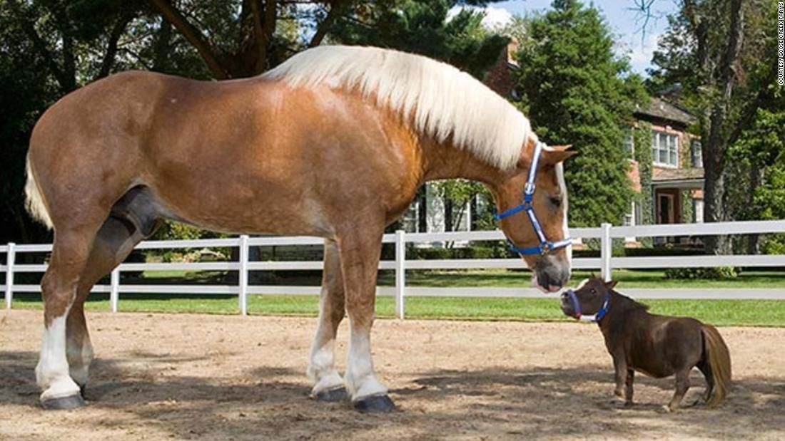 Miniature Horses - Thumbelina