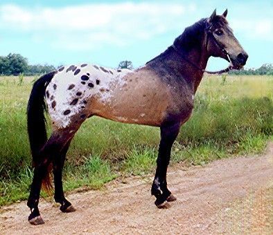 Tiger Horses