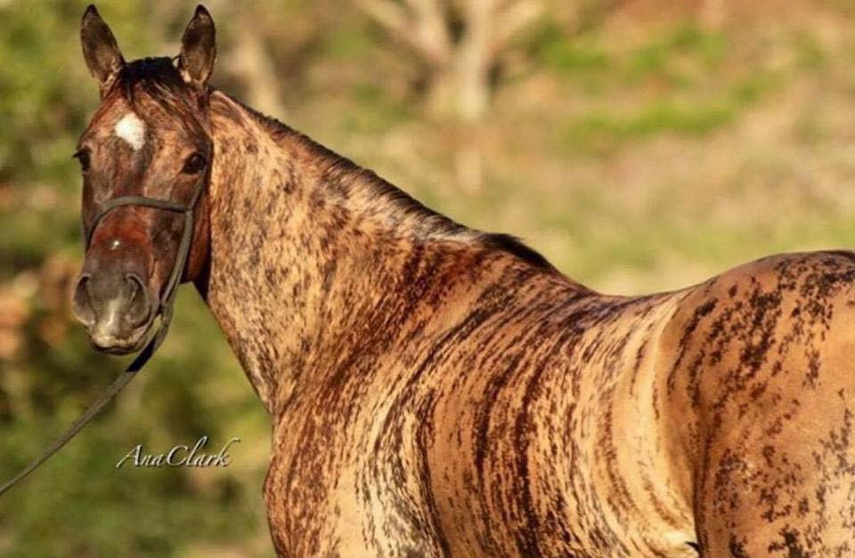 Tigresa Dash (Brindle Horse)