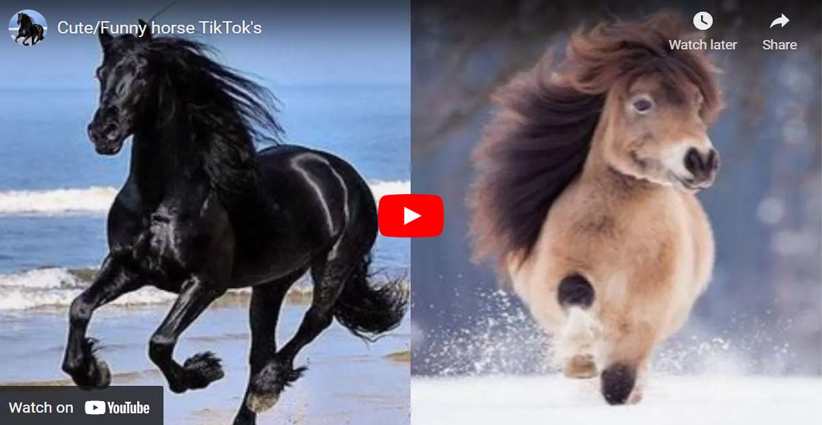 Cute and Funny Horse TikToks that Went Viral