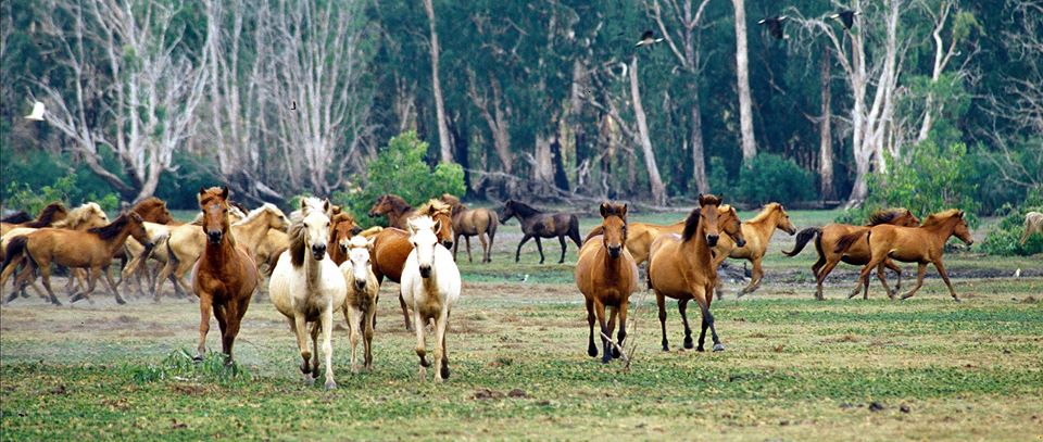 Timor Pony