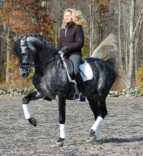 Tina Konyot Piaff Dressage