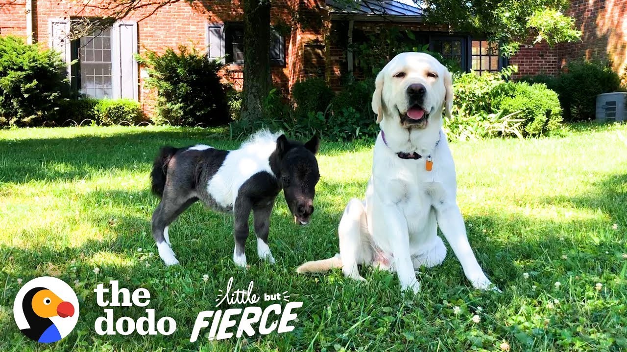 Tiniest Dwarf Horse Learns to Walk With The Help From Doggy Friend