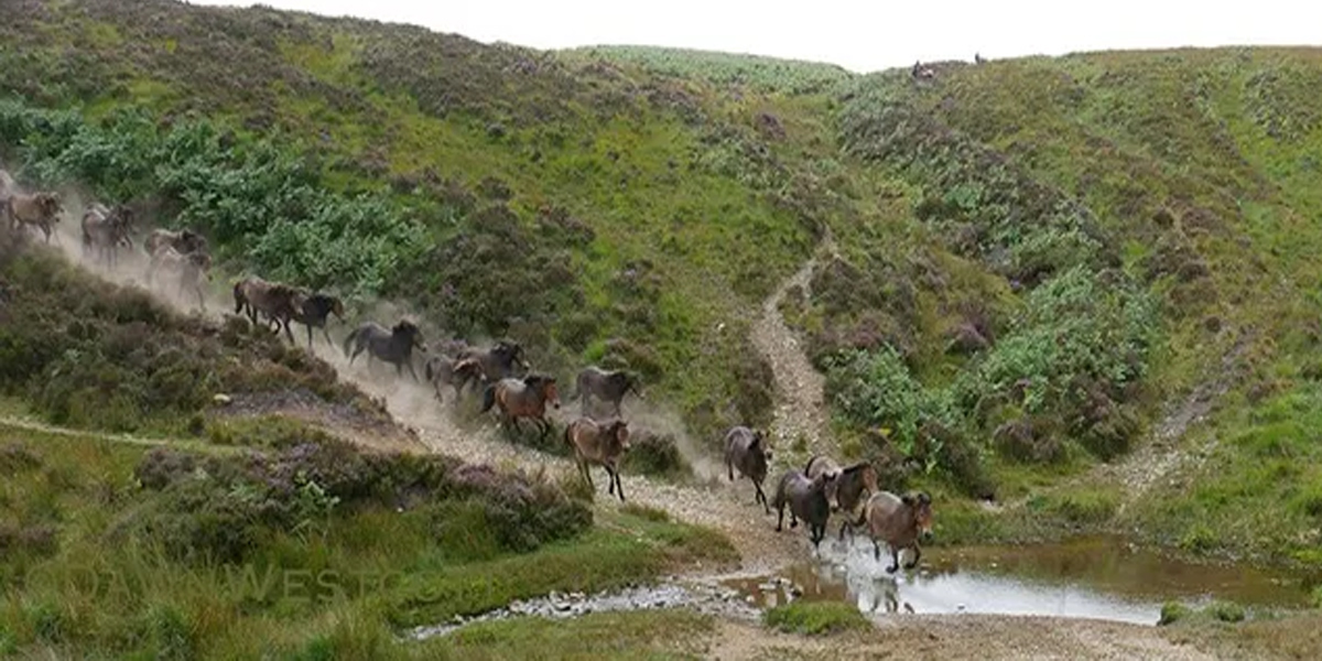 Tippbarlake Exmoor Herd Annual Roundup, Devon