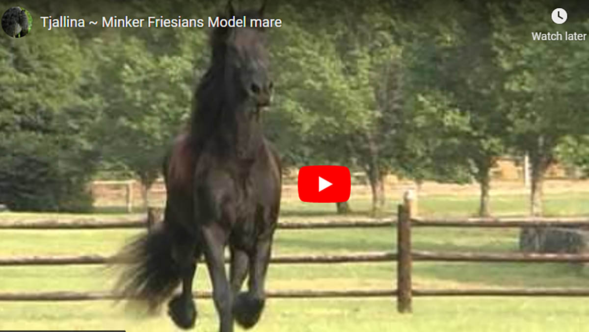 Tjallina - Minker Friesian Mare