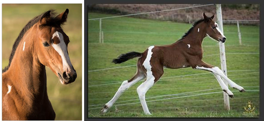 Tobiano - Coloured Foal