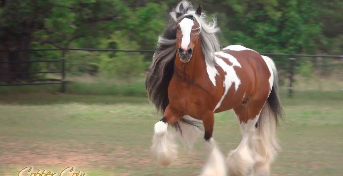 Westmoreland Copper Coin - Tobiano Gypsy Vanner Stallion