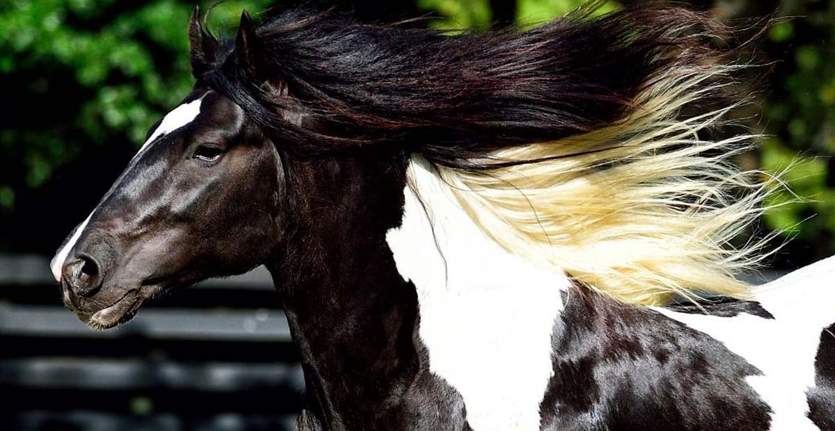 GG Versace - Black and White Tobiano Gypsy Cob Stallion @Gypsy Gold Horse Farm