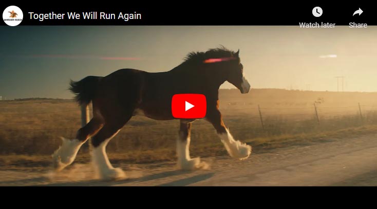 Budweiser Clydesdales