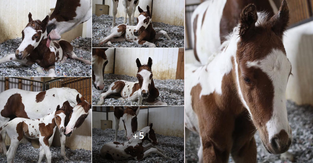 Torgerson Farms, Colorado APHA Breeder