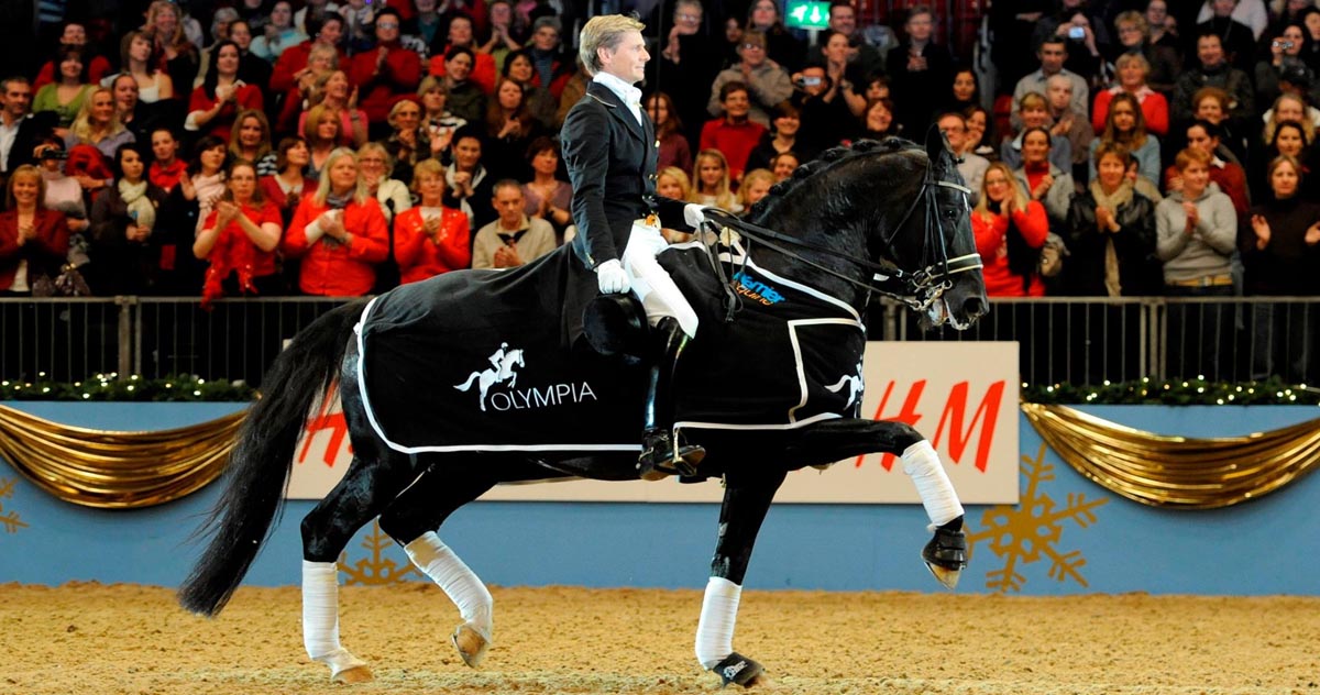 Dutch Warmblood Horses