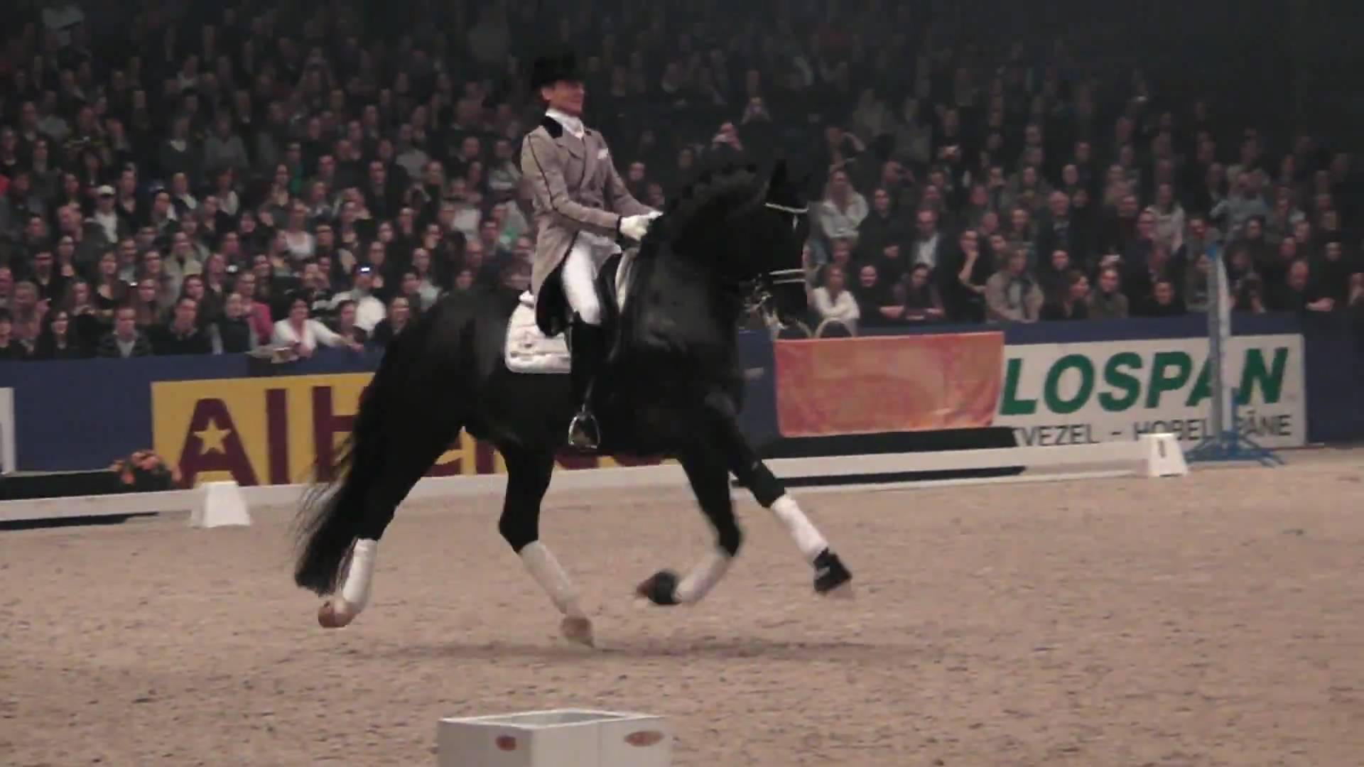 Totilas - Dressage Stallion