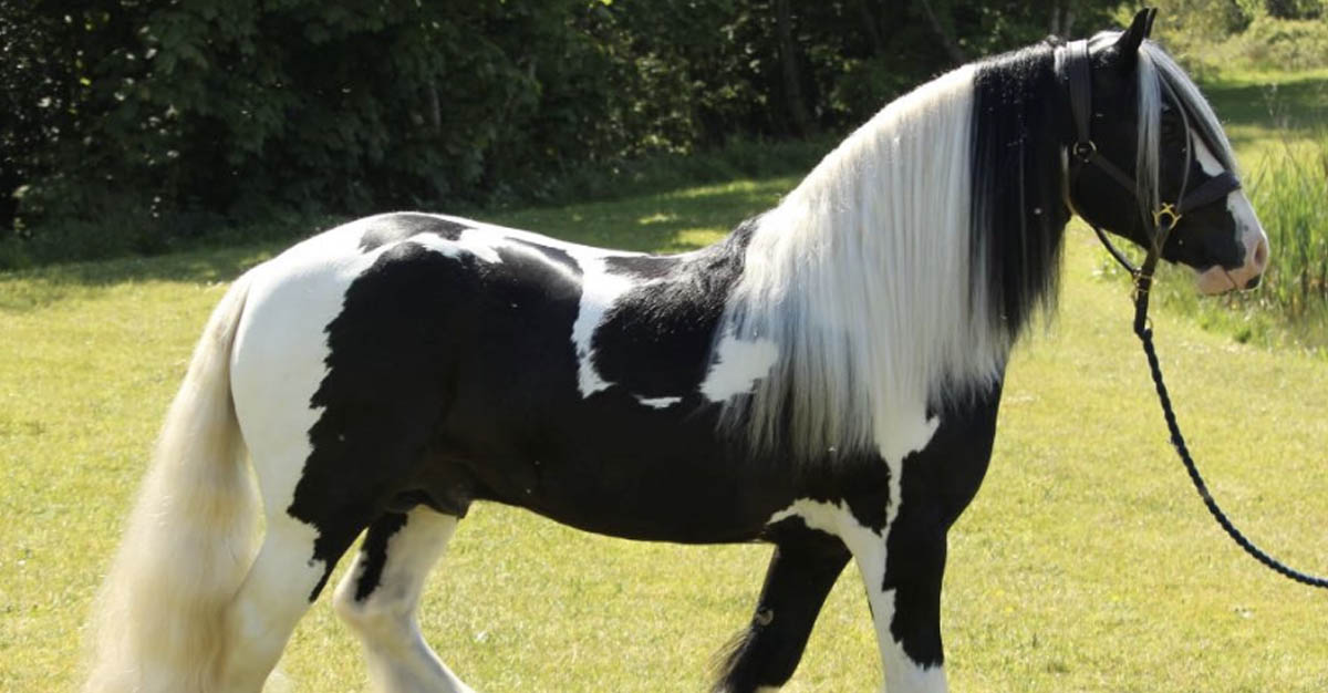 Wee Big Man - Traditional Coloured Stallion - Coloured Stallion