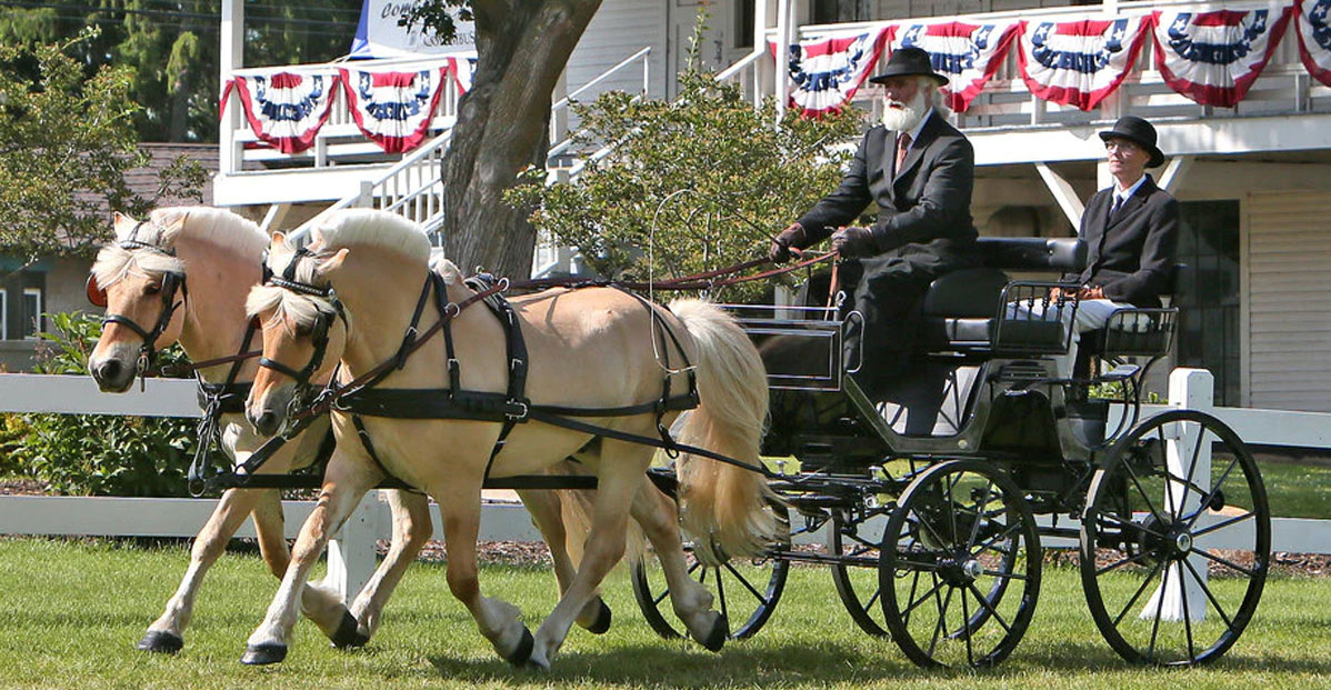 Stunning Horses In Traditional Trade Vehicles