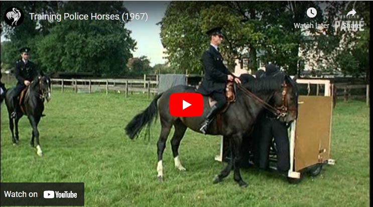 Training Police Horses (1967) - Metropolitan Police Mounted Branch School