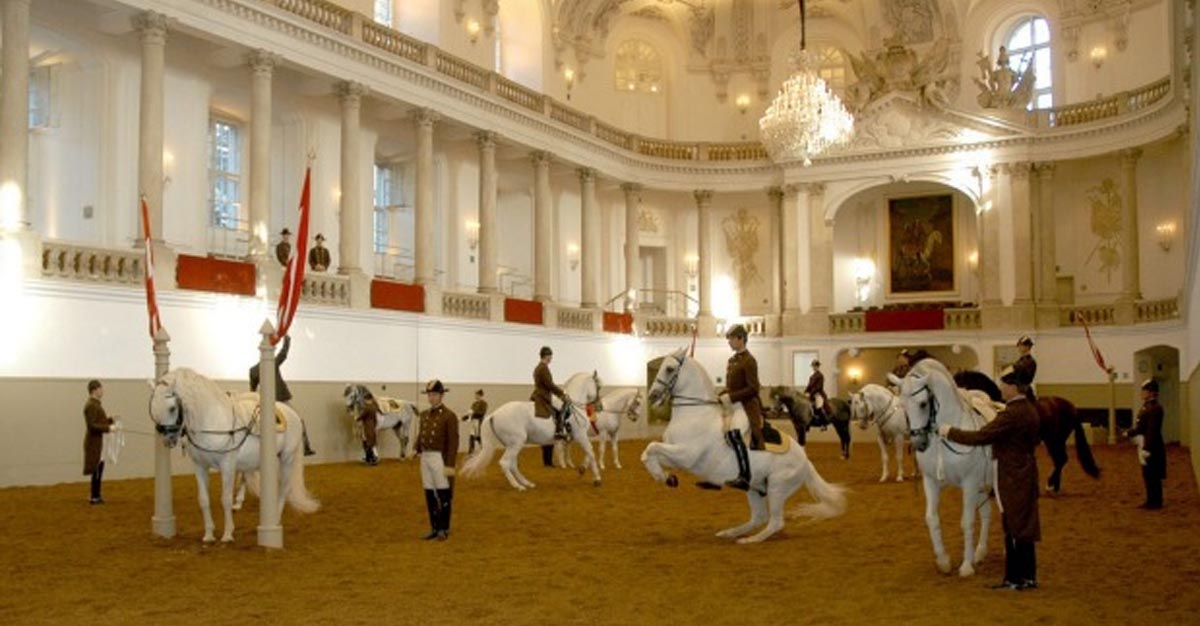 Spanish Riding School - Training Of The Young Stallions