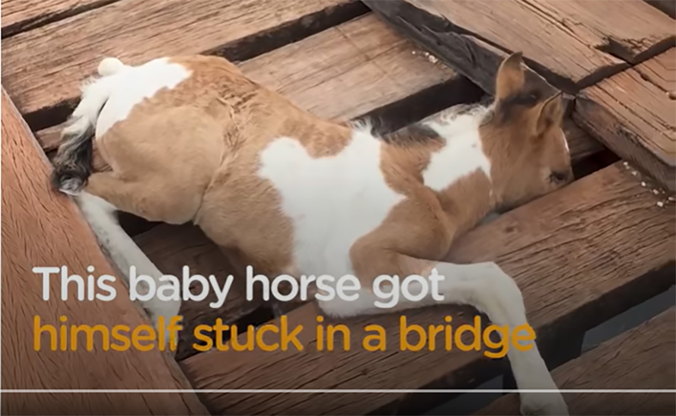 Trapped Foal