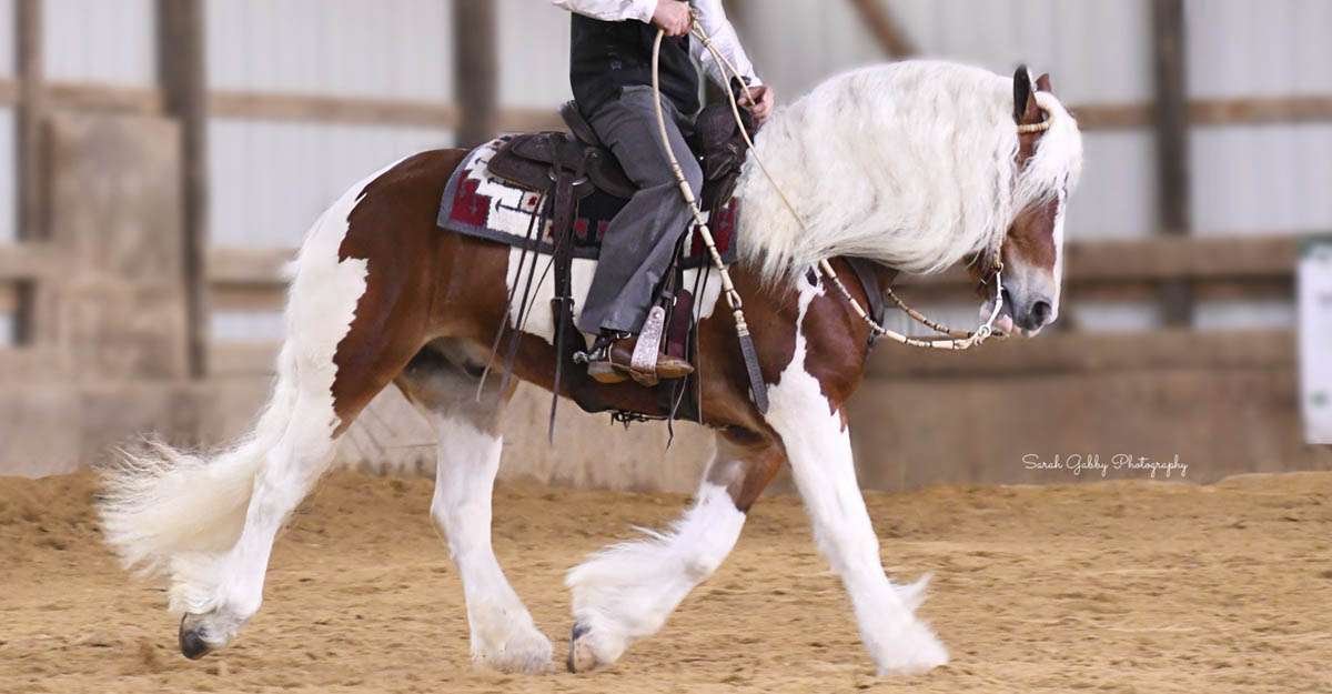 Trigger - 14.2hh Tri Coloured Gypsy x Haflinger @Saddle Mountain Elite Horses