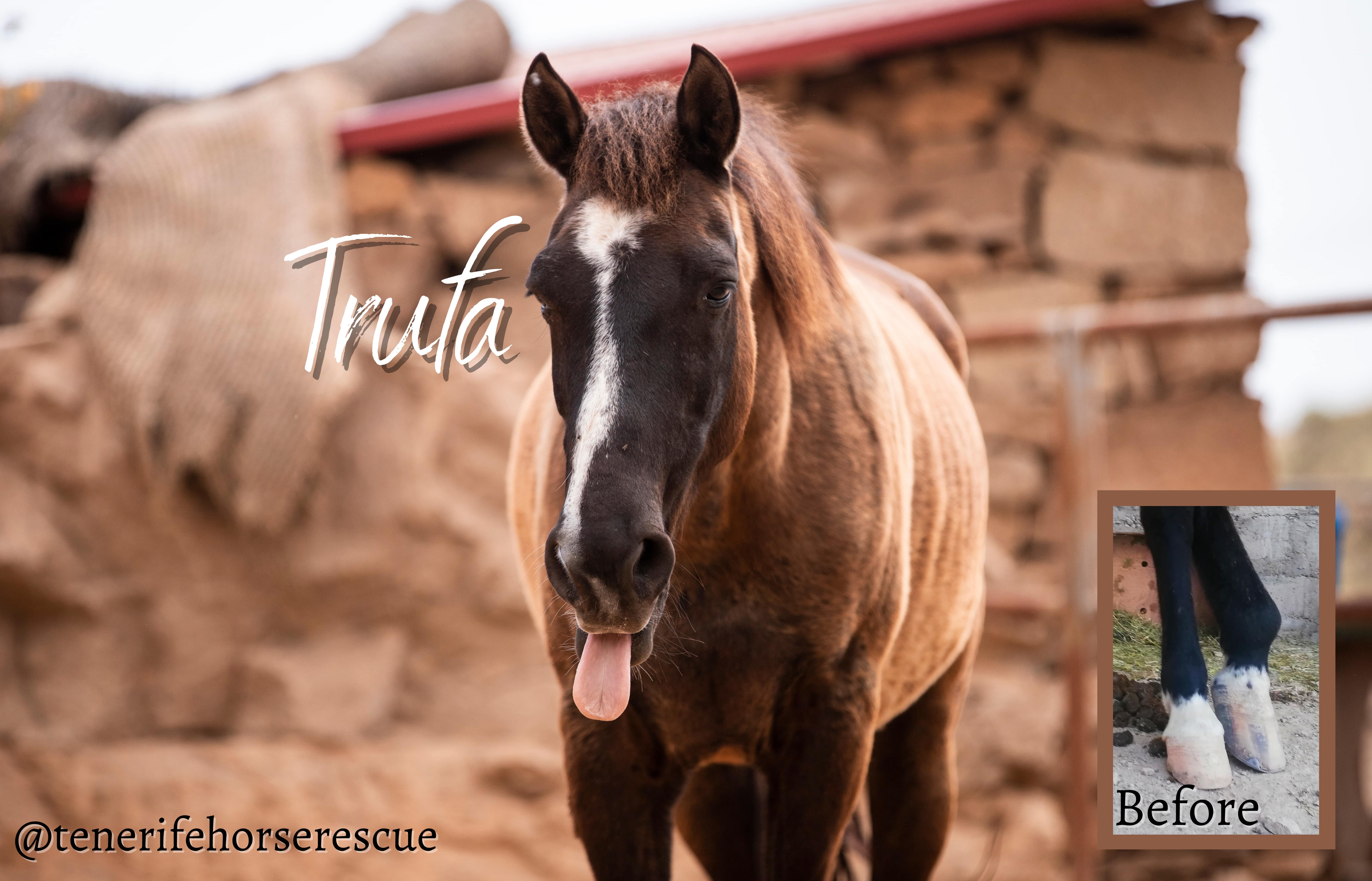 Tenerife Horse Rescue Case Studies