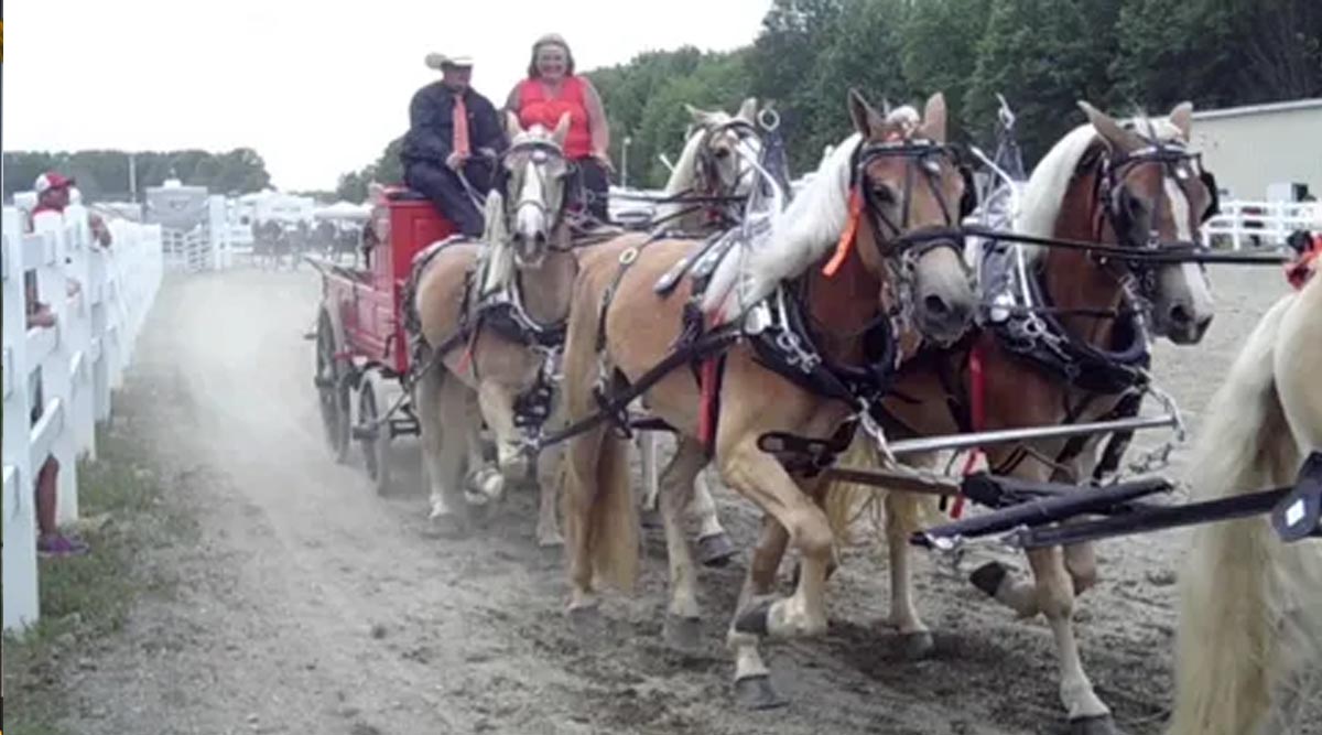 Trumbull County Fair Draft Pony and Haflinger Show