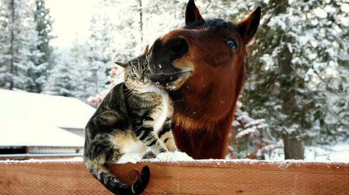 Some horses love cats...