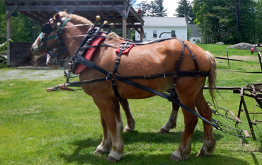 Tucker - Belgian Draft Horses