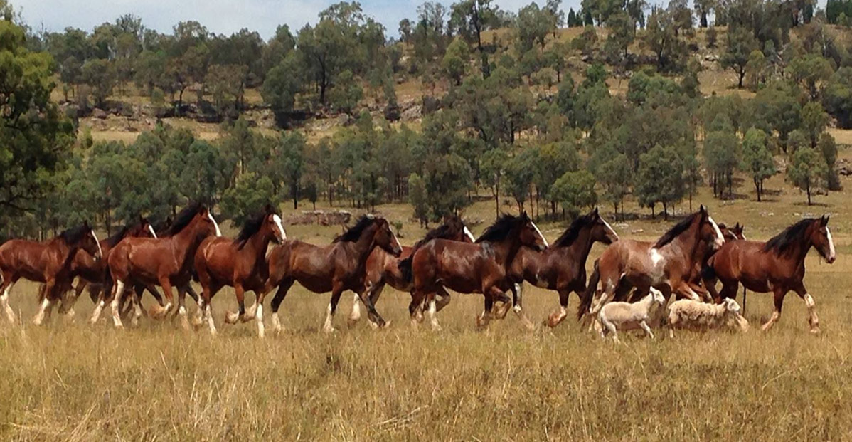 Tullymore Clydesdale and Shire Horse Stud, Merriwa, Western Australia