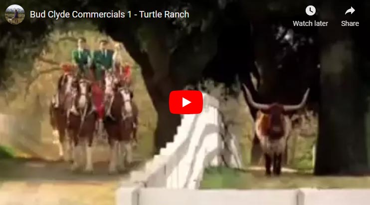 Turtle Ranch - Home Of The Budweiser Clydesdales