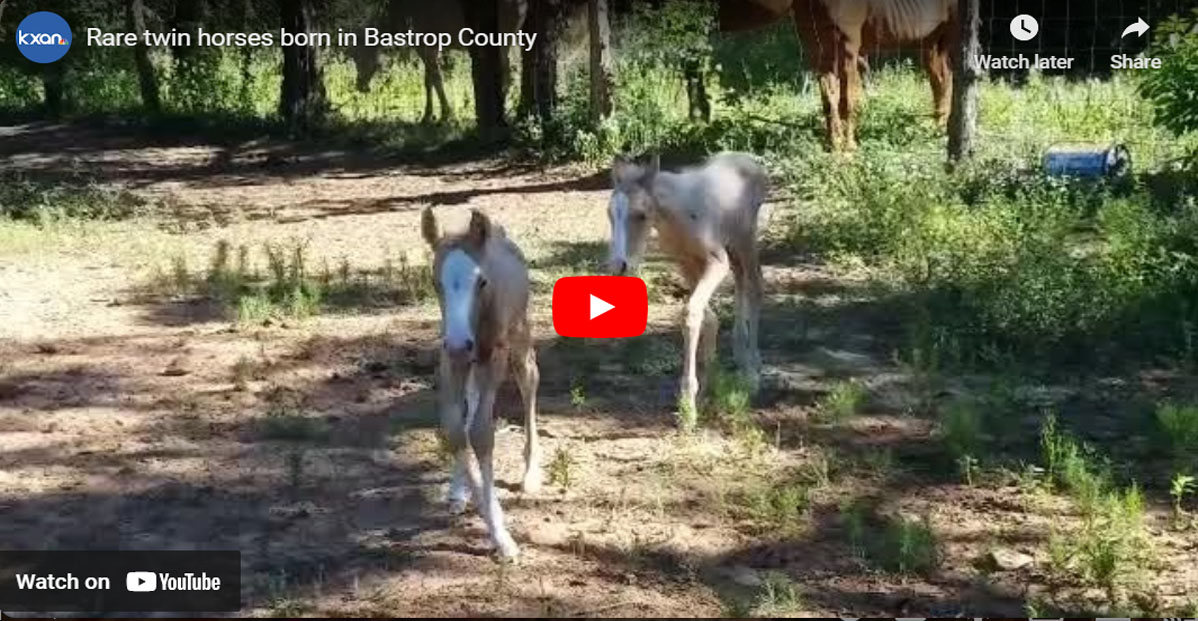 Twin Foals Bonnie and Clyde On The Road To Recovery