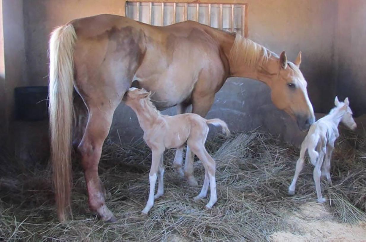 Twin Horses Healthy And Strong