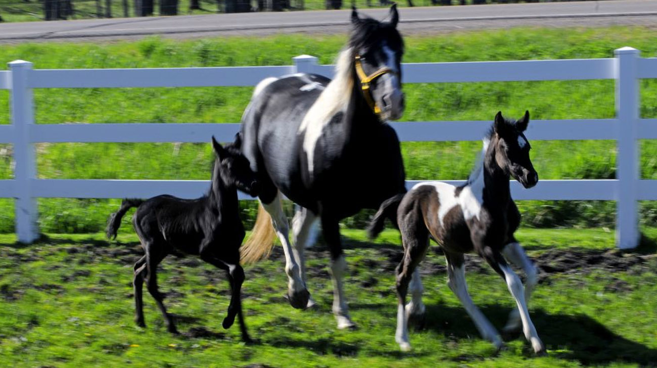 Twin Foals