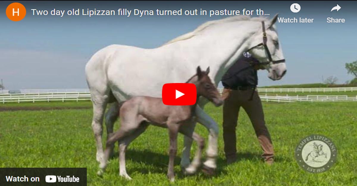 Two day old Lipizzan filly Dyna turned out in pasture for the first time