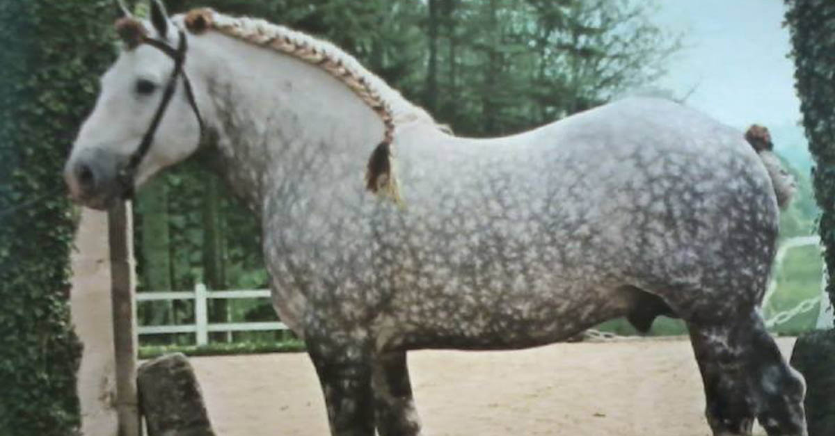 UK Percheron Horse Breeders - Percheron Show Horses