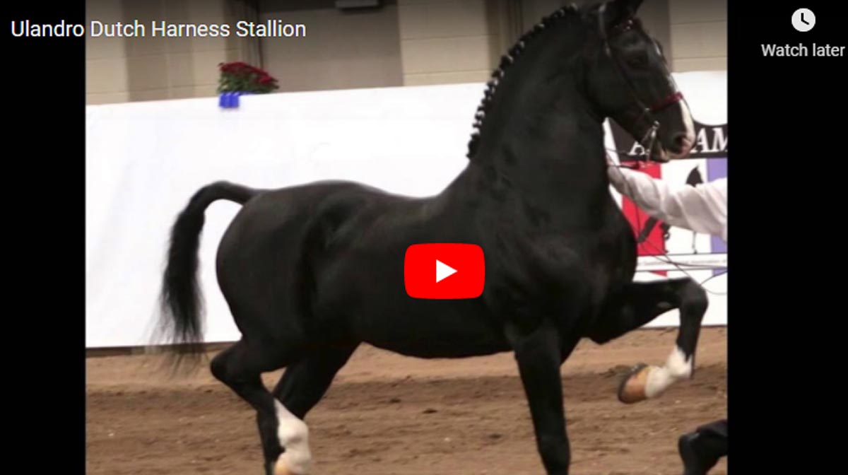 Ulandro - Dutch Harness Stallion