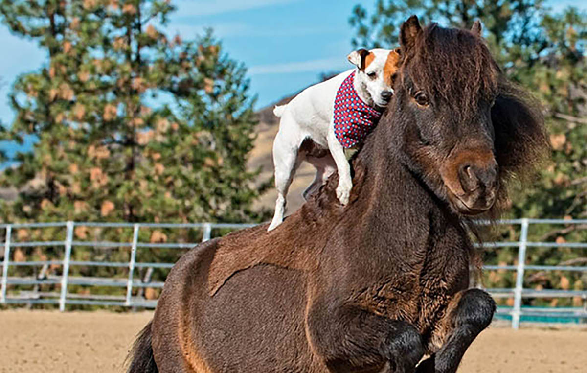 Unusual Horse and Dog Duo That Everybody Love To See It