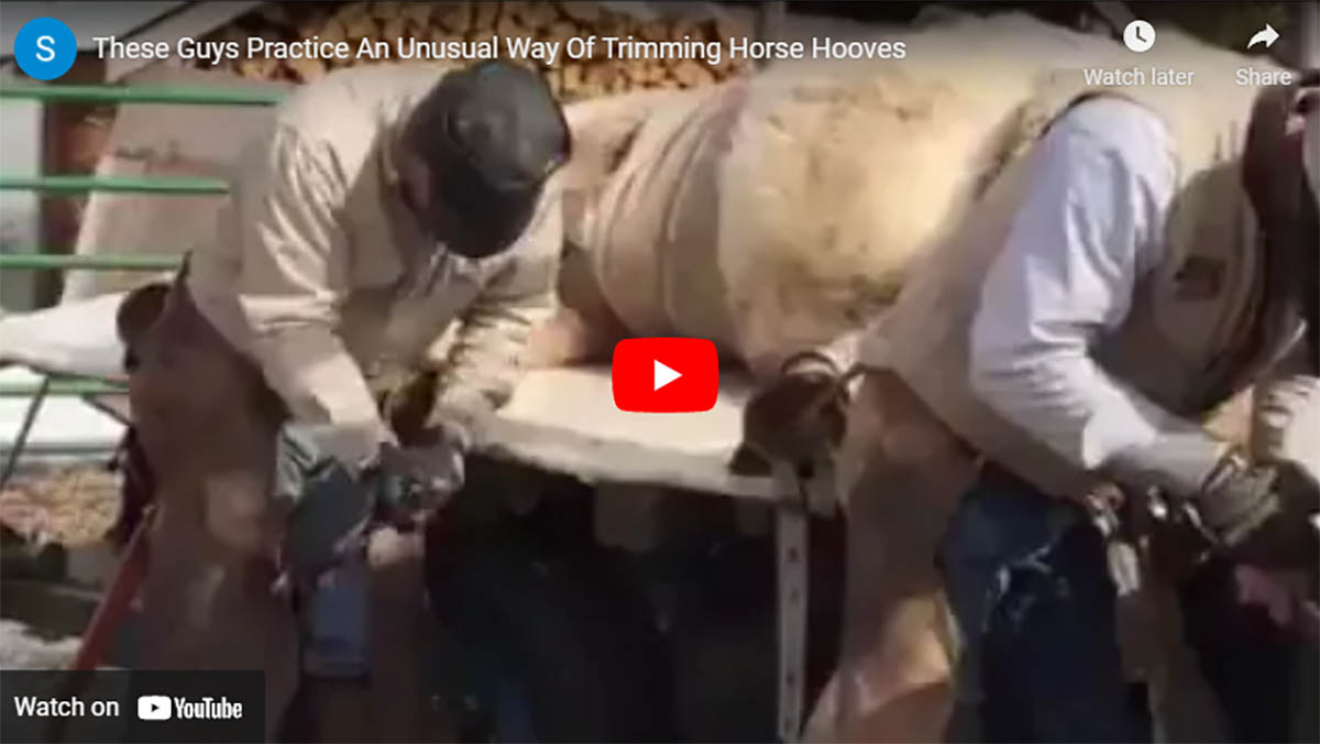 These Guys Practice An Unusual Way Of Trimming Horse Hooves