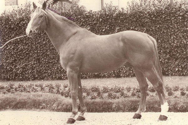 Uriel - Warmblood Stallion