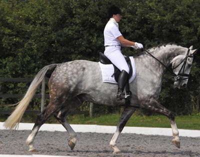 Dressage Horse Ushi II