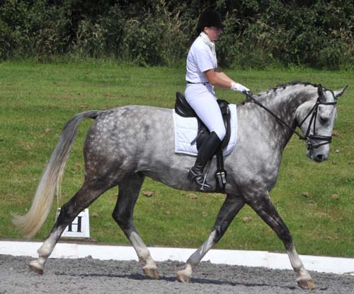 Ushi II - Dressage Horse