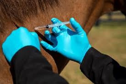 Horse Vaccinations