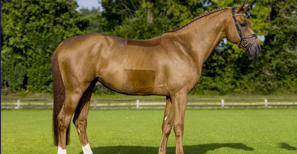 Valenzano (Vegabond De La Pomme x Christian 25, Stallion)